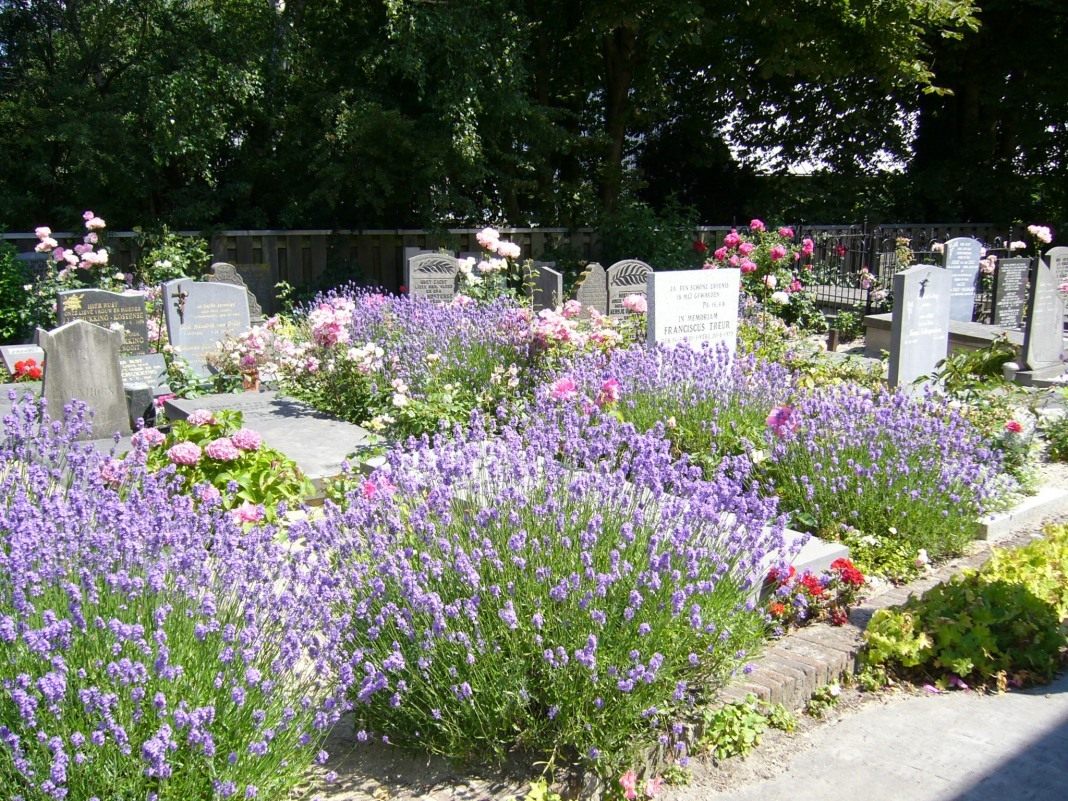Цветы на могиле картинка
