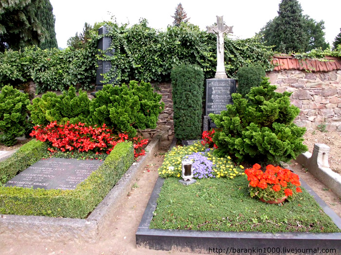 Какие деревья и цветы посадить на кладбище