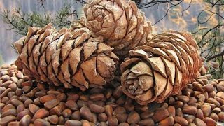 Добыча кедрового ореха - Трудный хлеб тайги.